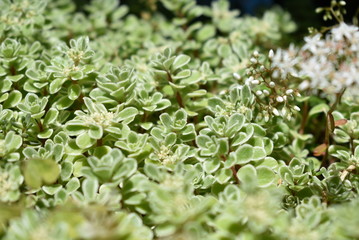 多肉植物　セダム（76）