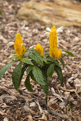 Sydney Australia,  flowering yellow lollipop plant
