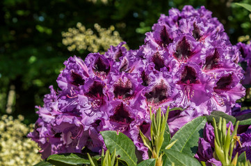 Rhododendron lila bordeaux rot