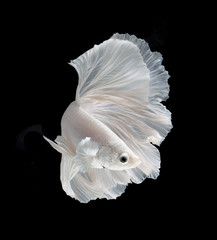White Platt Platinum Fish .White siamese fighting fish, betta fish isolated on black background. .