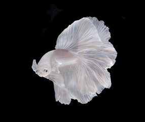 Naklejka premium White Platt Platinum Fish .White siamese fighting fish, betta fish isolated on black background.
