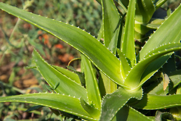Close-up of the green aloe vera plant