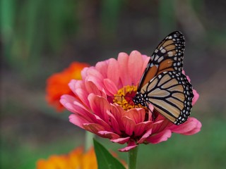 Monarch in the Flowers