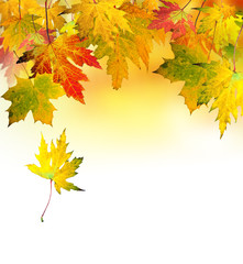 Fall beauty: colorful autumn leaves, Isolated on white background :)