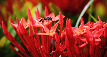 beautiful red spike flower in fresh nature