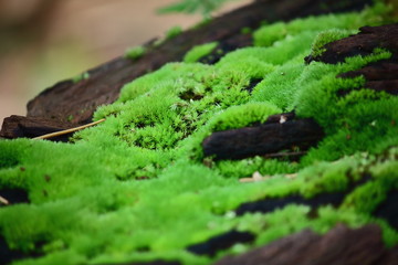  grass color natural moss floor grows in forest