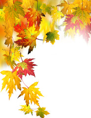 Fall beauty: colorful autumn leaves, Isolated on white background :)