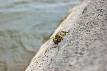 Single frog sitting on concrete surface and look on viewer