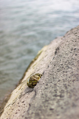Single frog sitting on concrete surface and look on viewer
