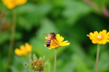 bee on beautiful fresh flower in garden