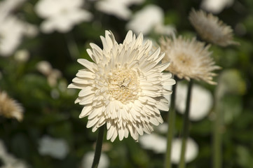 Sydney  Australia, White daisy like flower
