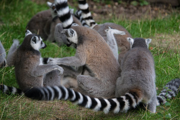 Naklejka na ściany i meble A group of ring tailed lemurs playing in the grass, interacting with each other.