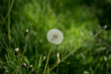 dandelion