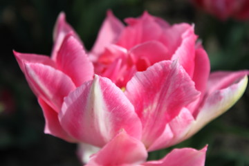 tulip