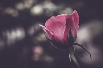 bourgeon de rose de couleur rose en été dans un jardin en lumière du jour désaturé