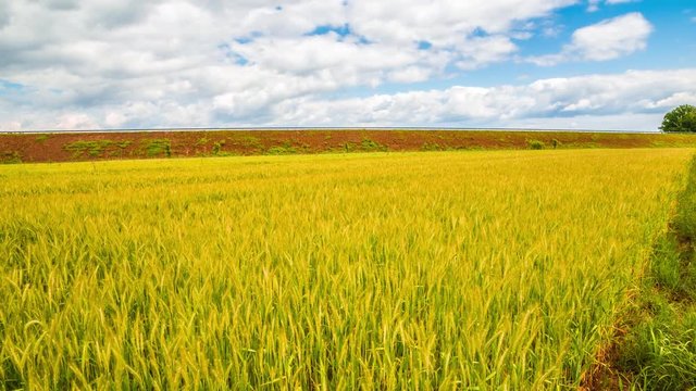 Yellow wheat under blue sky - time lapse 4k or HD No flicker Made from Canon 6d full frame 20 Mpix stills