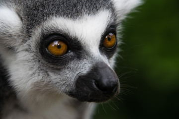 Lemur portrait, close up, only part of the head (face)