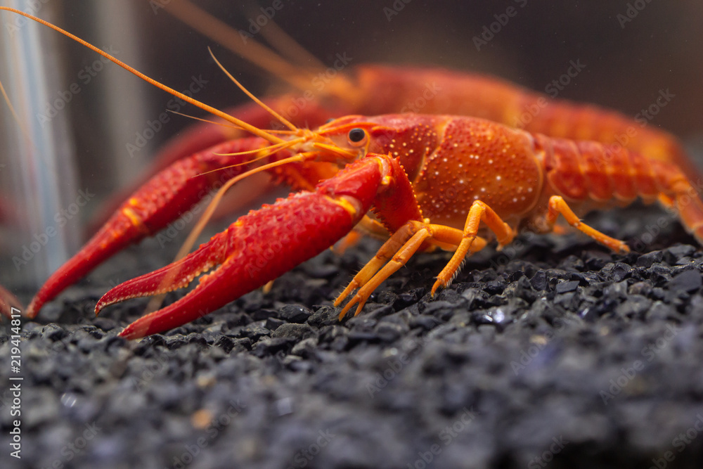 Wall mural Orange Crayfish in aquarium.