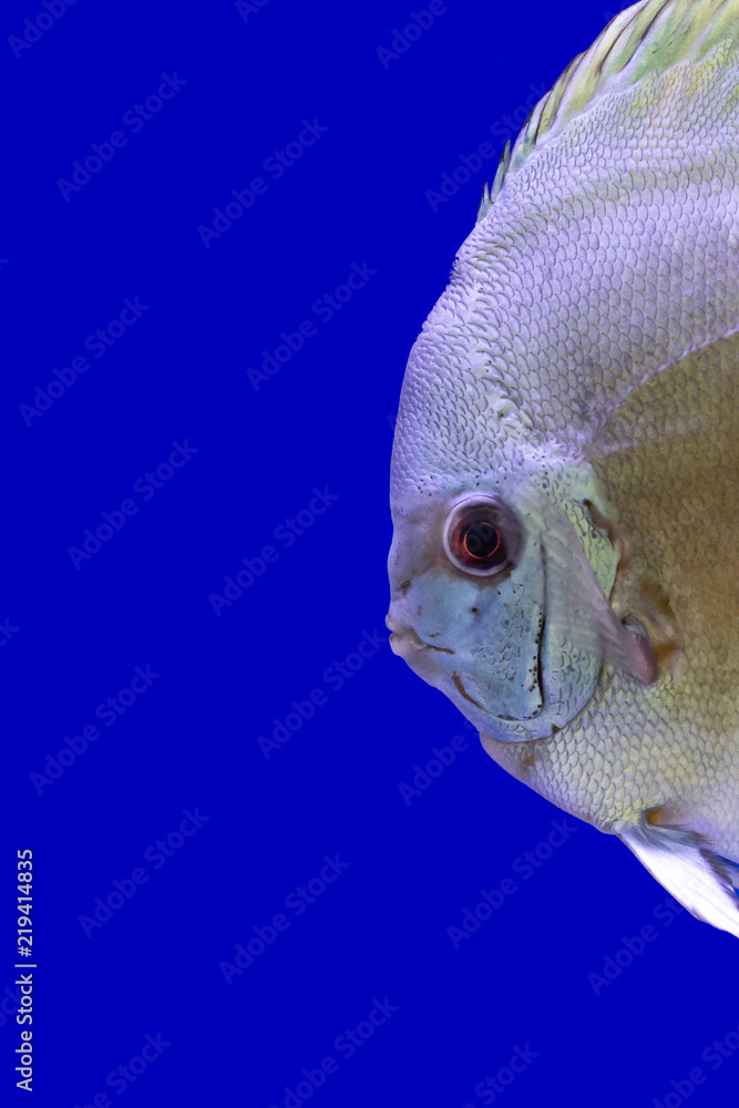 Wall mural Discus fish name 's Pompadour (White oranges)  on blue screen. Close up Image.