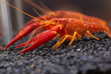 Orange Crayfish in aquarium.