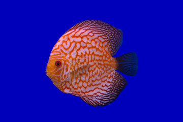 Discus fish name 's Pompadour (White oranges)  on blue screen.