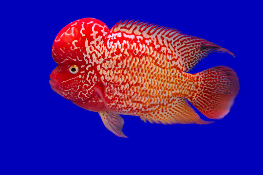 Fish name 's  Flowerhorn Cichlid on blue screen