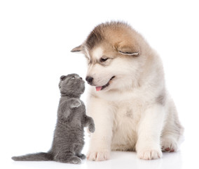 Obraz premium funny kitten sniffs the puppy. isolated on white background