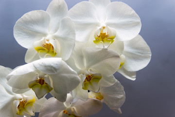 Fototapeta na wymiar White flower Orchid flowering.