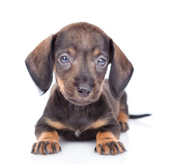 dachshund puppy lying in front view. isolated on white background