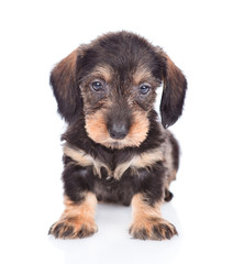 dachshund puppy sitting in front view. isolated on white background
