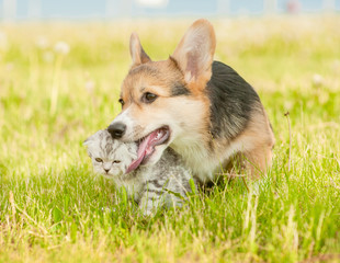 Playful Pembroke Welsh Corgi puppy bitting a kitten  on a summer grass