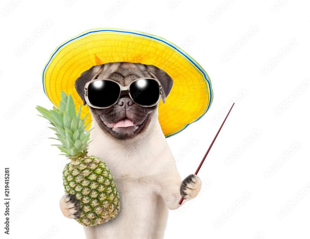 Poster funny summer dog with pineapple pointing away with pointing stick. isolated on white background