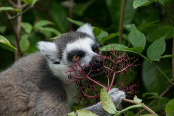 Single isolated Ring-Tailed  lemur eating in the nature