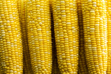 Close up on background made completely out of corn