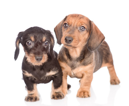 Two Dachshund puppies standing together. isolated on white background