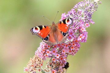 Butterfly Inachis io drinks nectar and polishes the flower Buddleja davidii
