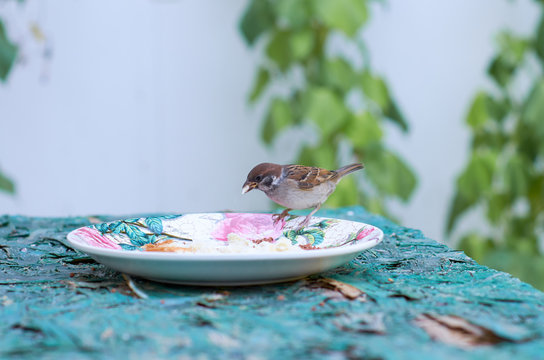 a Sparrow came to eat the bread crumbs