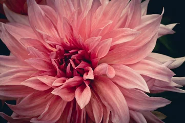 Foto op Plexiglas dahliabloem in roze en witte kleur in horizontale weergave in de ochtend in een tuin © david léotard
