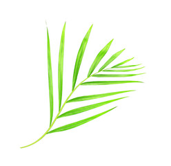 green leaves of palm tree isolated on white background