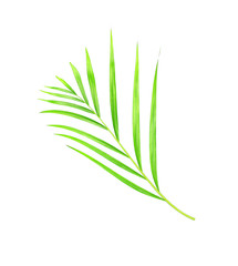 green leaves of palm tree isolated on white background