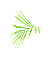 green leaves of palm tree isolated on white background