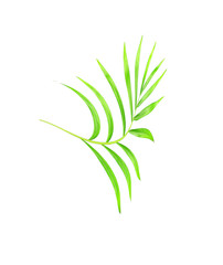 green leaves of palm tree isolated on white background
