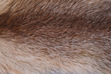 Closeup top view of texture colorful real animal fur. Natural furry background. Horizontal color image.