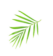 green leaves of palm tree isolated on white background