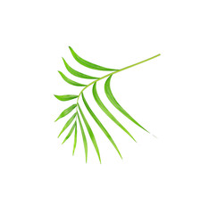 green leaves of palm tree isolated on white background