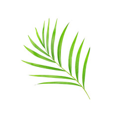 green leaves of palm tree isolated on white background