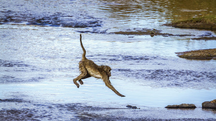 Fototapeta premium Chacma baboon in Kruger National park, South Africa