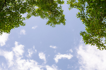 Leaf background with sky