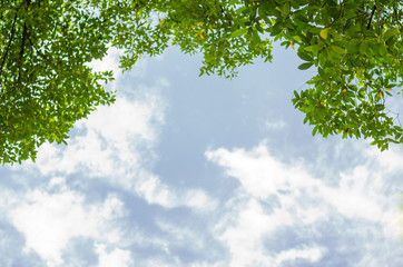 Leaf background with sky