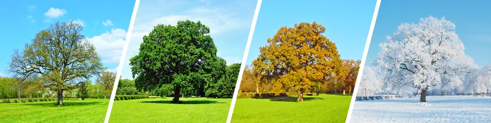 Foto auf Glas Vier Jahreszeiten - Baum Panorama © ExQuisine